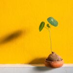 Peperomia in vaso errato: illustrazione dei danni e delle conseguenze sullo sviluppo della pianta.