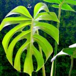 Monstera deliciosa con tutore, evidenziando la crescita e il supporto della pianta.