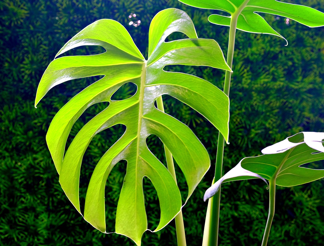 Monstera deliciosa con tutore, evidenziando la crescita e il supporto della pianta.