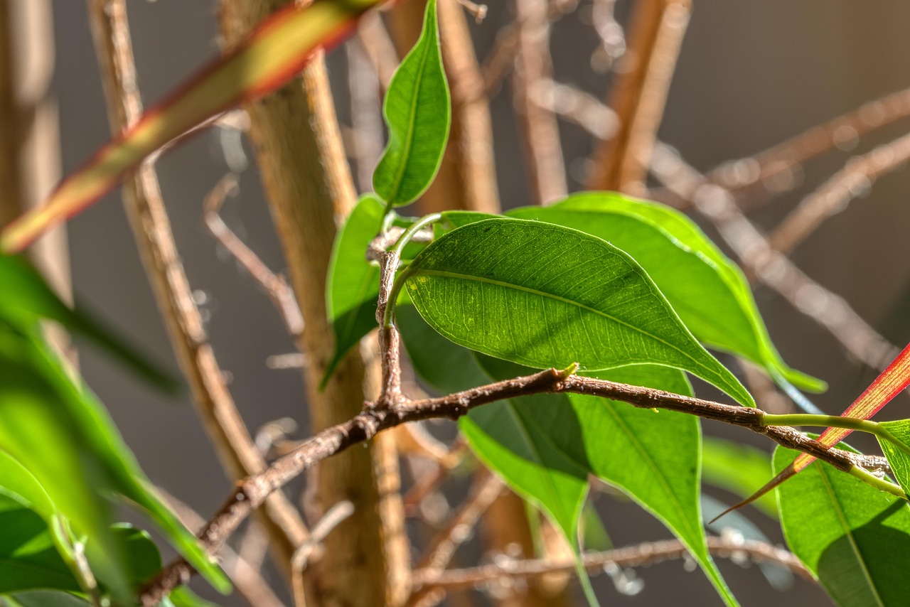 Ficus elastica con foglie ingiallite e cadute nella parte inferiore della pianta.