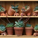 Piante grasse in vaso con foglie spesse, simbolo di crescita lenta e salute vegetale.